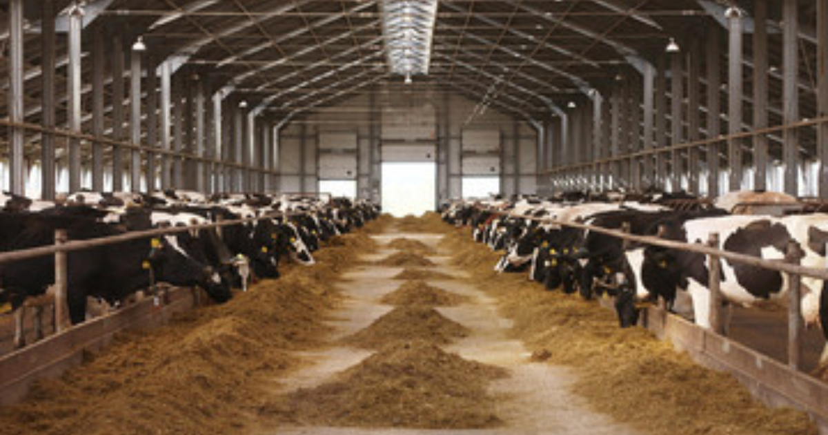 Cattle in shed