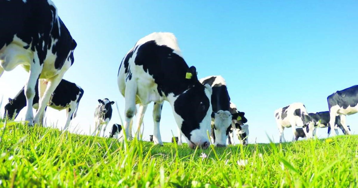 Ant's eye view of 10 black and white cows grazing grass against a blue sky