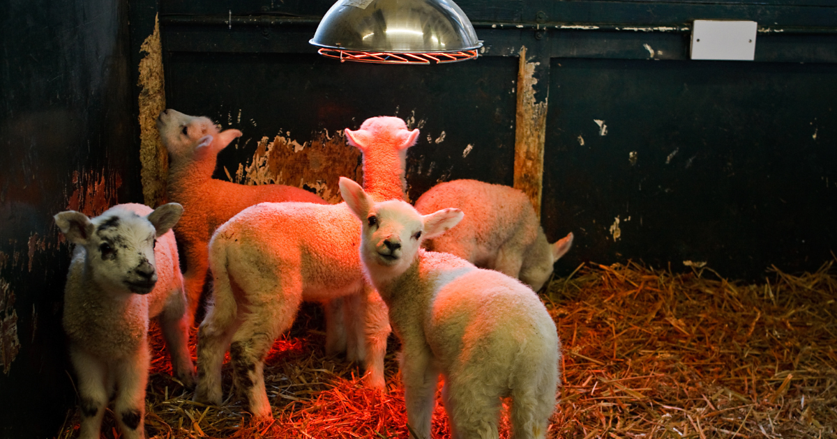 lambs under a heat lamp