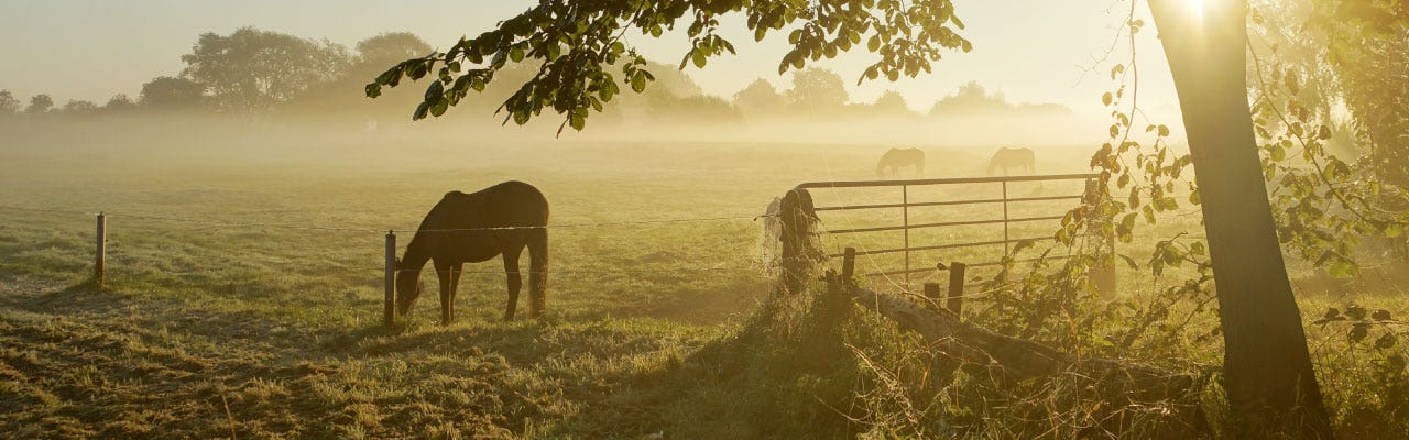 How to improve your horse and pony paddock