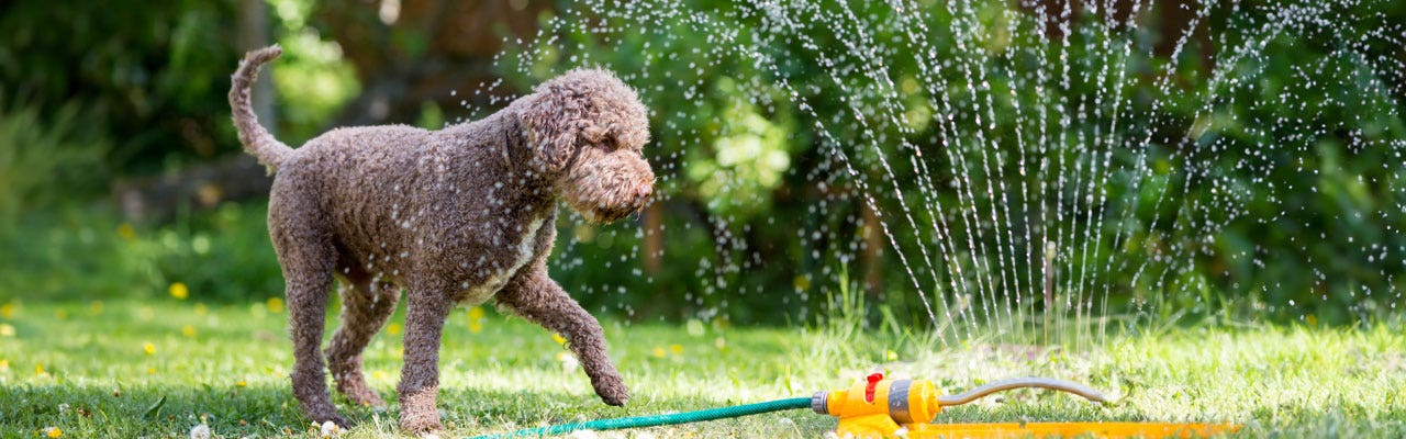 Keeping your dog cool in the summer